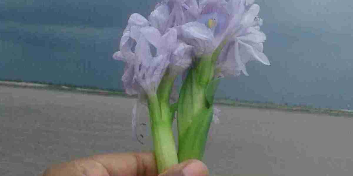 কচুরিপানা