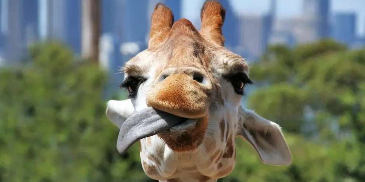 5 animals that have strange tongues