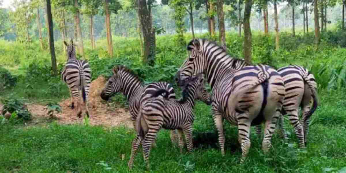 2 zebra cubs were born at Bangabandhu Safari Park