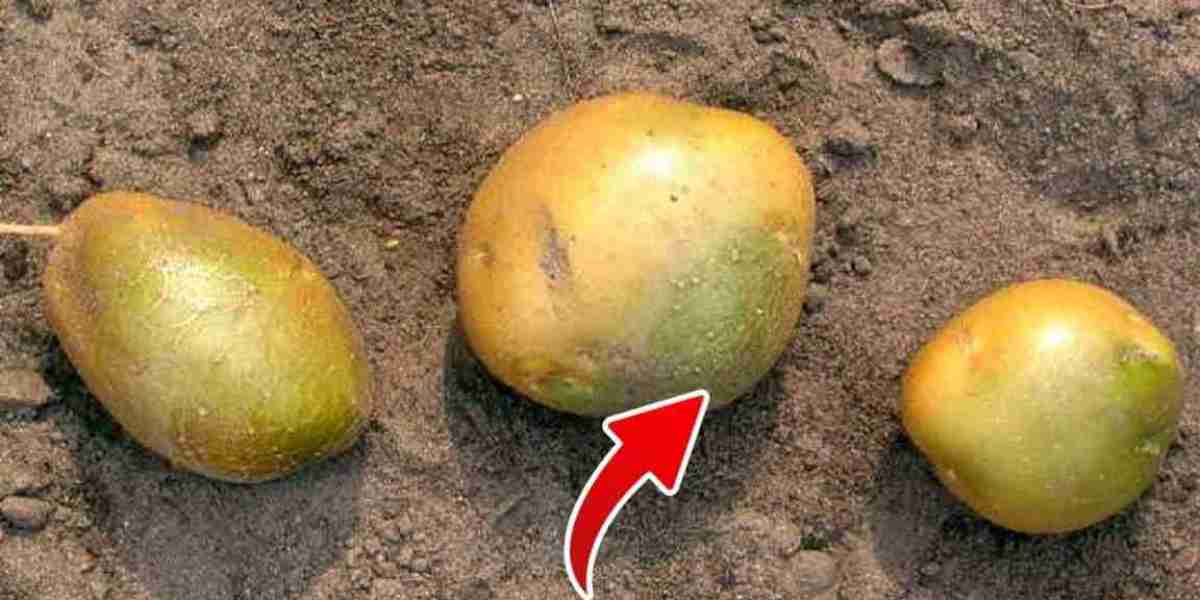 What will happen to your body if you eat potatoes with green spots on them