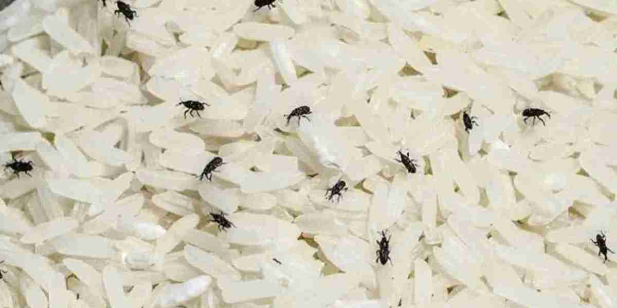 A great strategy to eliminate pest problems in rice