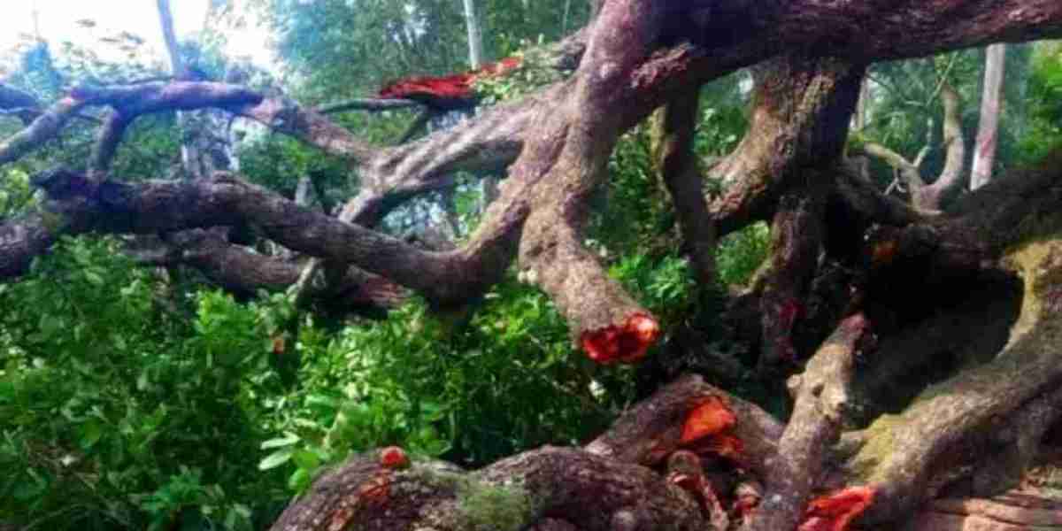 The rare species of Natore tree 'Manik tree' collapsed.