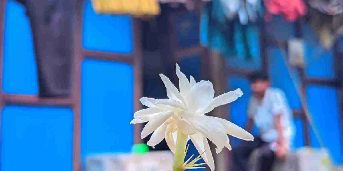 বেলি ফুল
