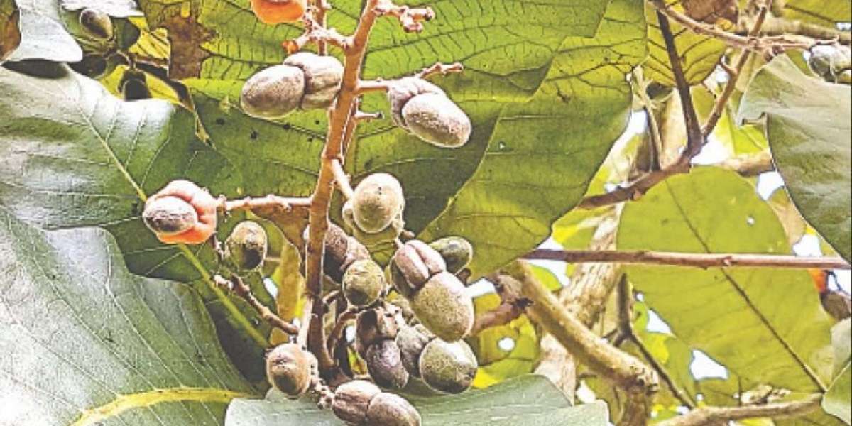 Velar fruit or marking nut