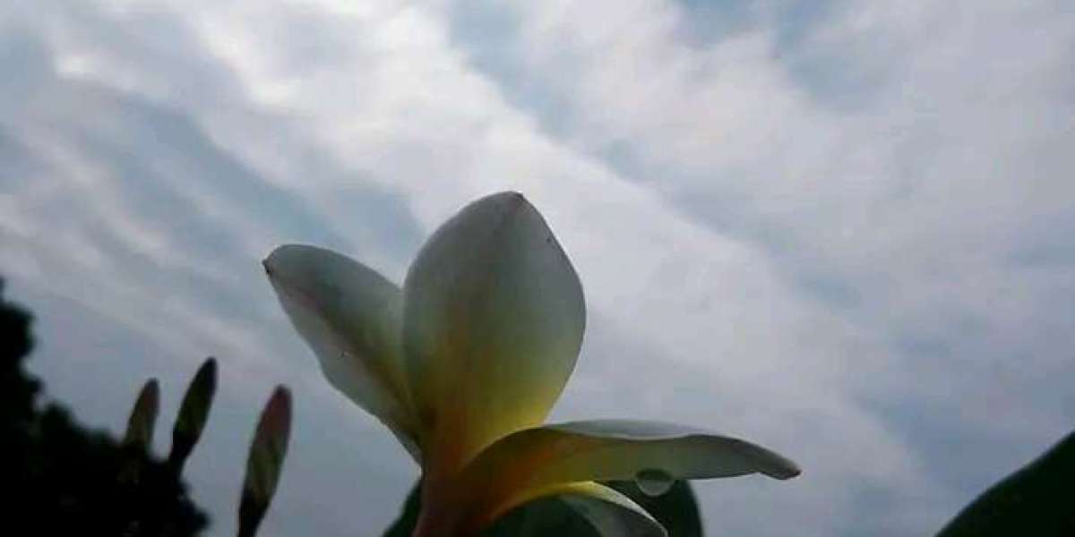 ভালোবাসি