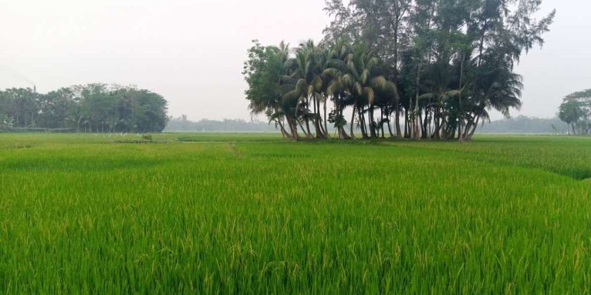ফসল মানুষের খাদ্য জোগাড় দেয়