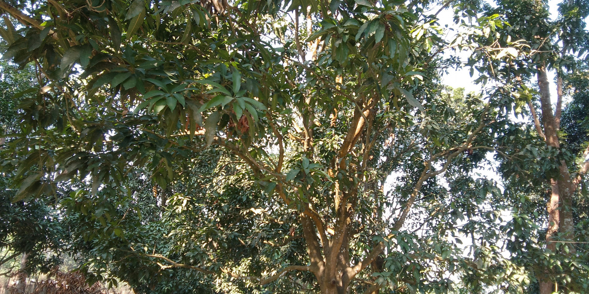 আম বাগানের সেই রাত্রি