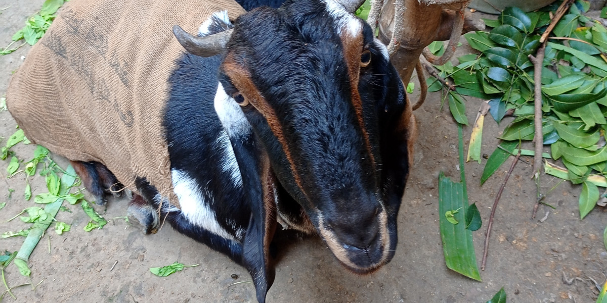 ইসলামিক শিক্ষনীয় গল্প