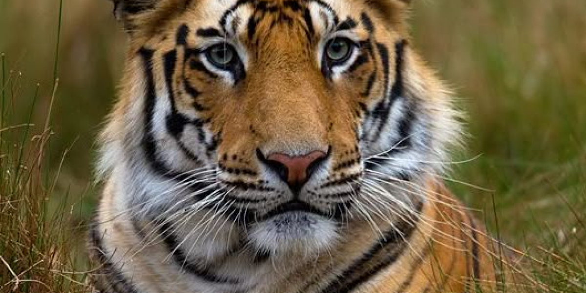 The Bengali tiger