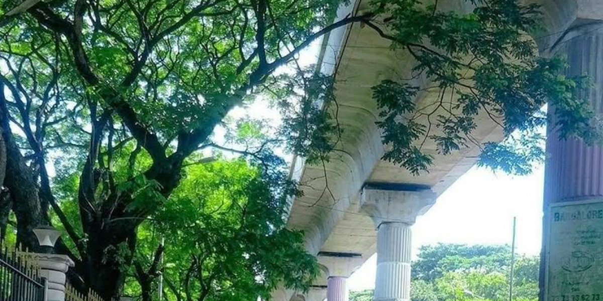 গাছ যেভাবে মানুষের উপকার করে