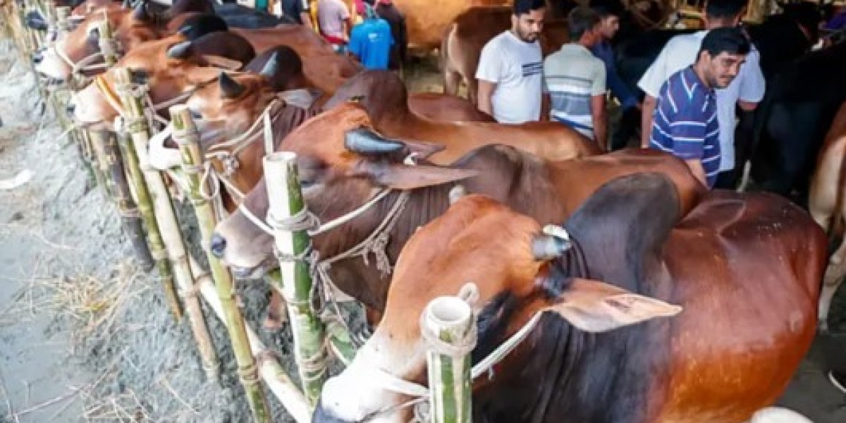 Crowds increase at the capital's livestock market