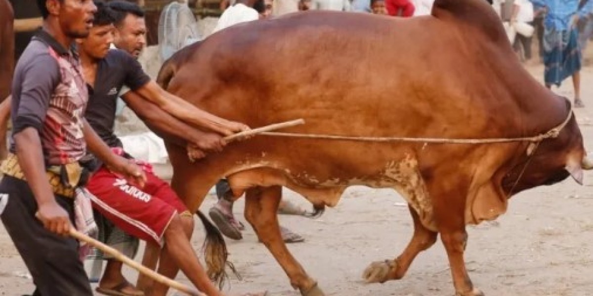 How to take care of animals before Eid al-Azhar sacrifice