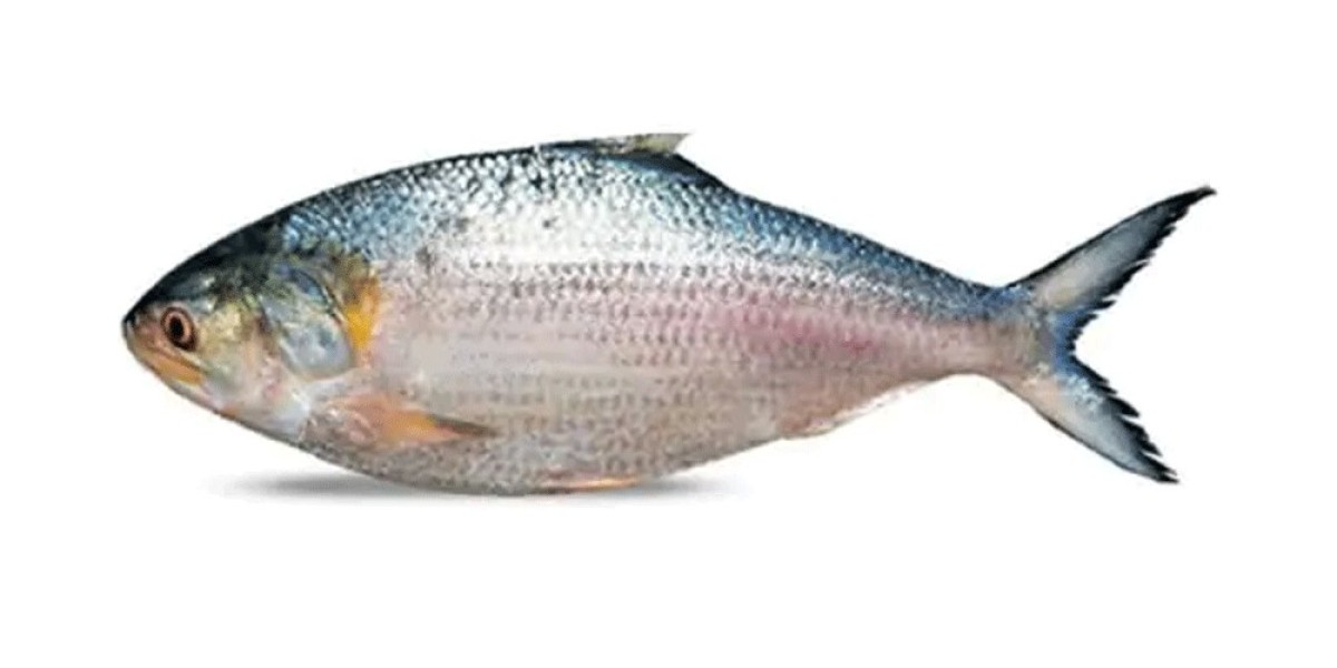 মাছ