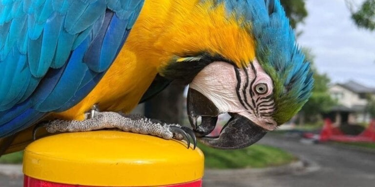 Macaw Prices: What You Need to Know Before Bringing Home a Colorful Companion