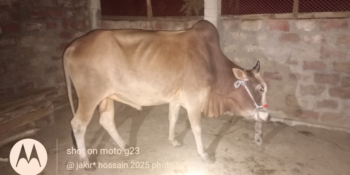 Pashu Pakhi majedar
