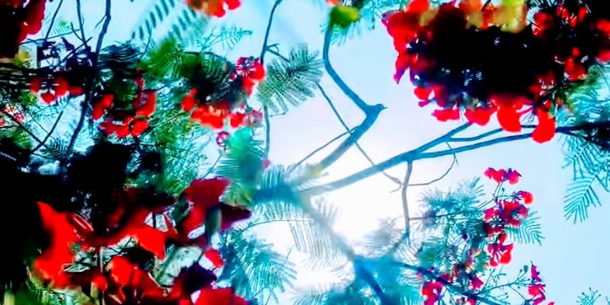 এখানে একবার প্রেস করলে সেটি ইনপুট বক্সে পেস্ট হবে