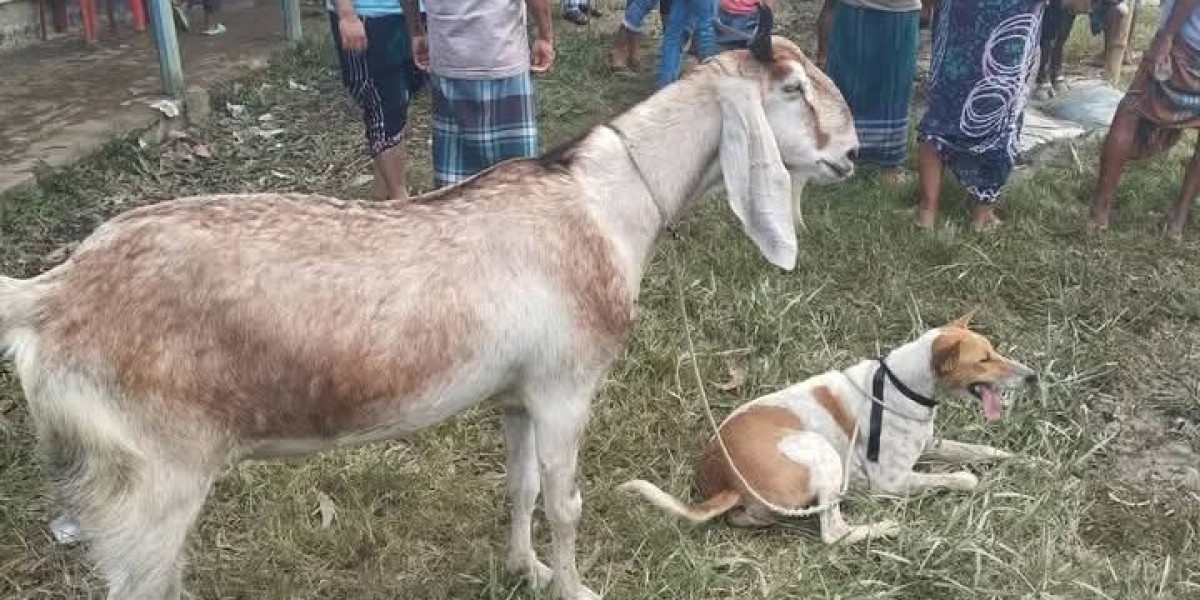 পাগল এবং কুকুরের ঘটনা