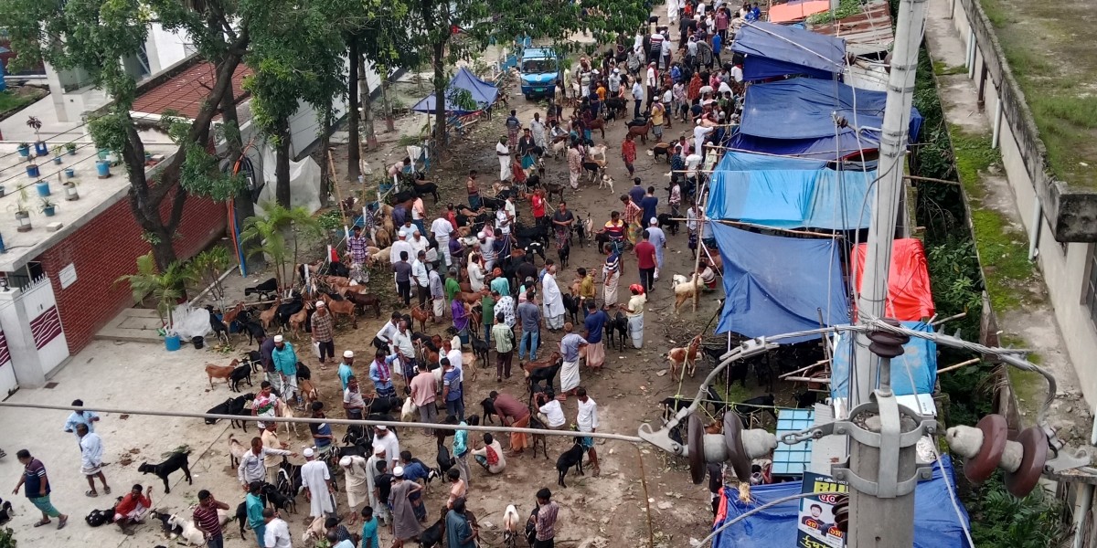 ঈদের গরুর হাটের হইচই: একদিনের বাস্তব অভিজ্ঞতা
