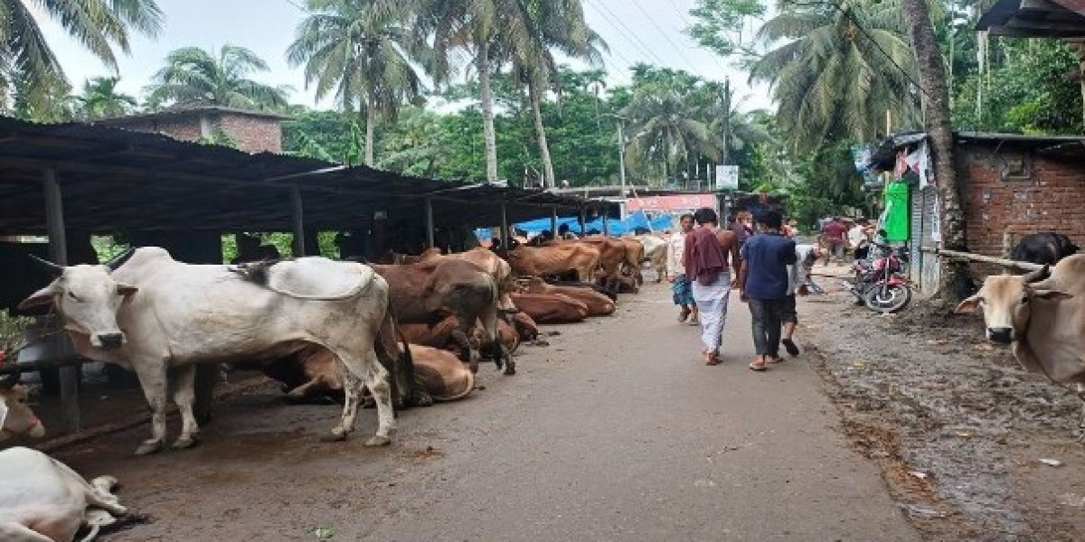 Livestock trading has increased in Raipur