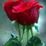 Ahmod Hossain