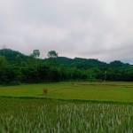 LITON HAJONG