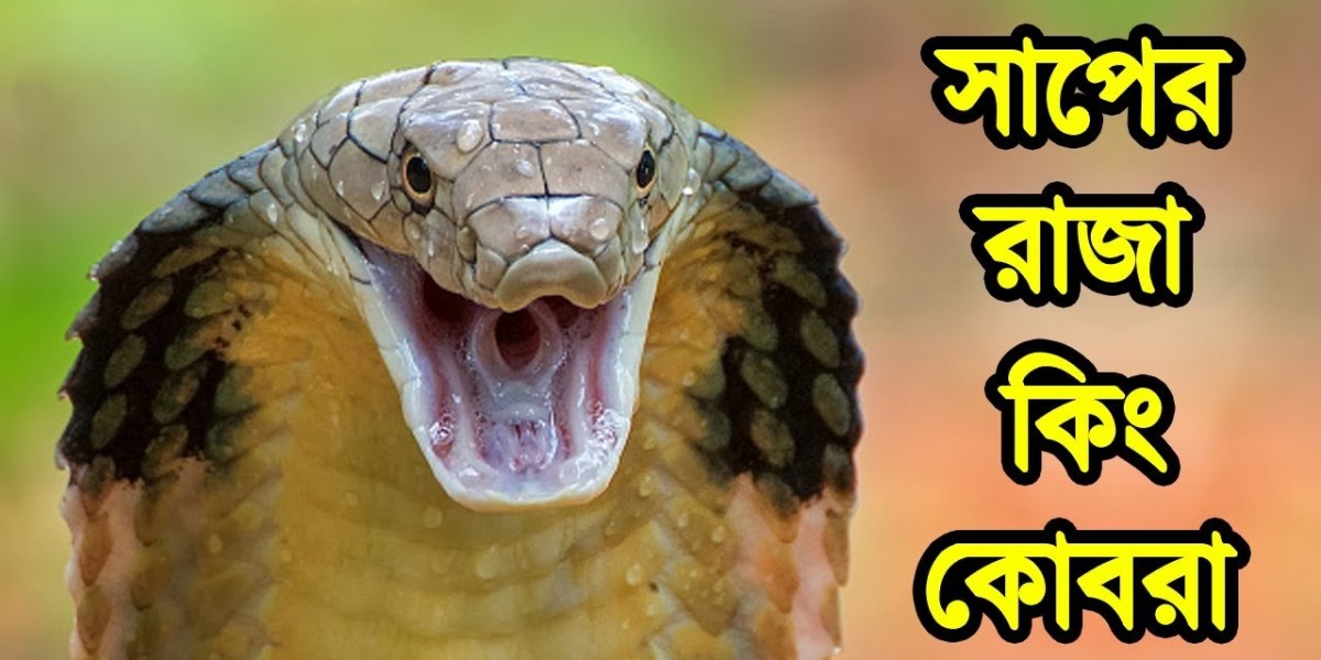 কিং কোবরা