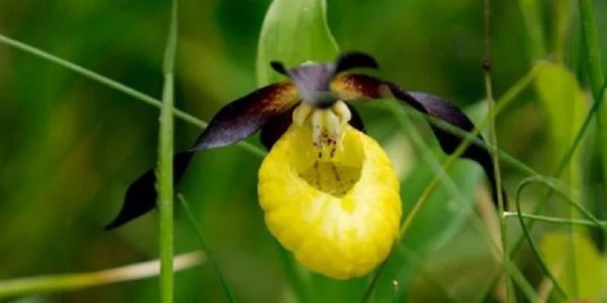 Nearly extinct orchid found in
