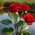Md Limon Ahmed