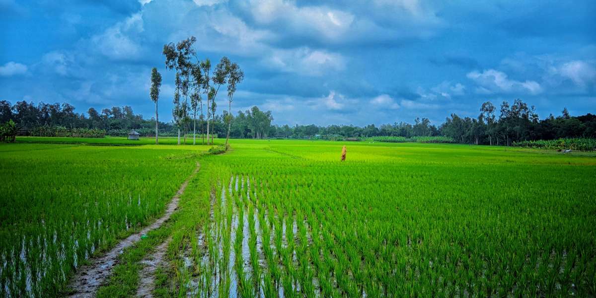 বাংলাদেশের গ্রামের প্রাকৃতিক সৌন্দর্য তুলে ধরা হলো