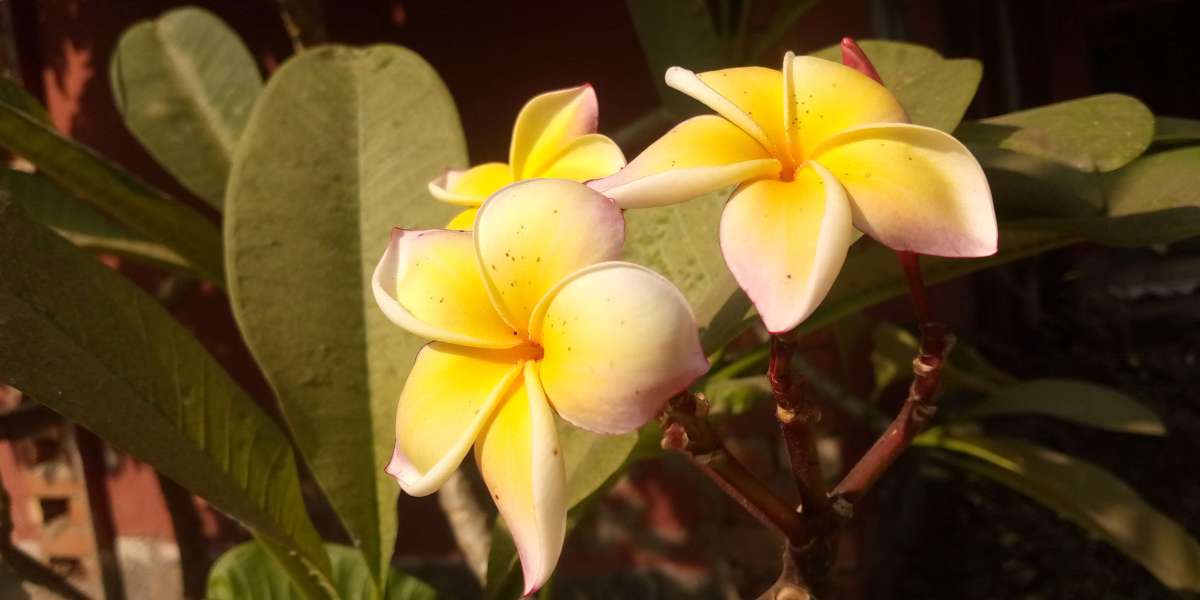 আমাদের গল্প