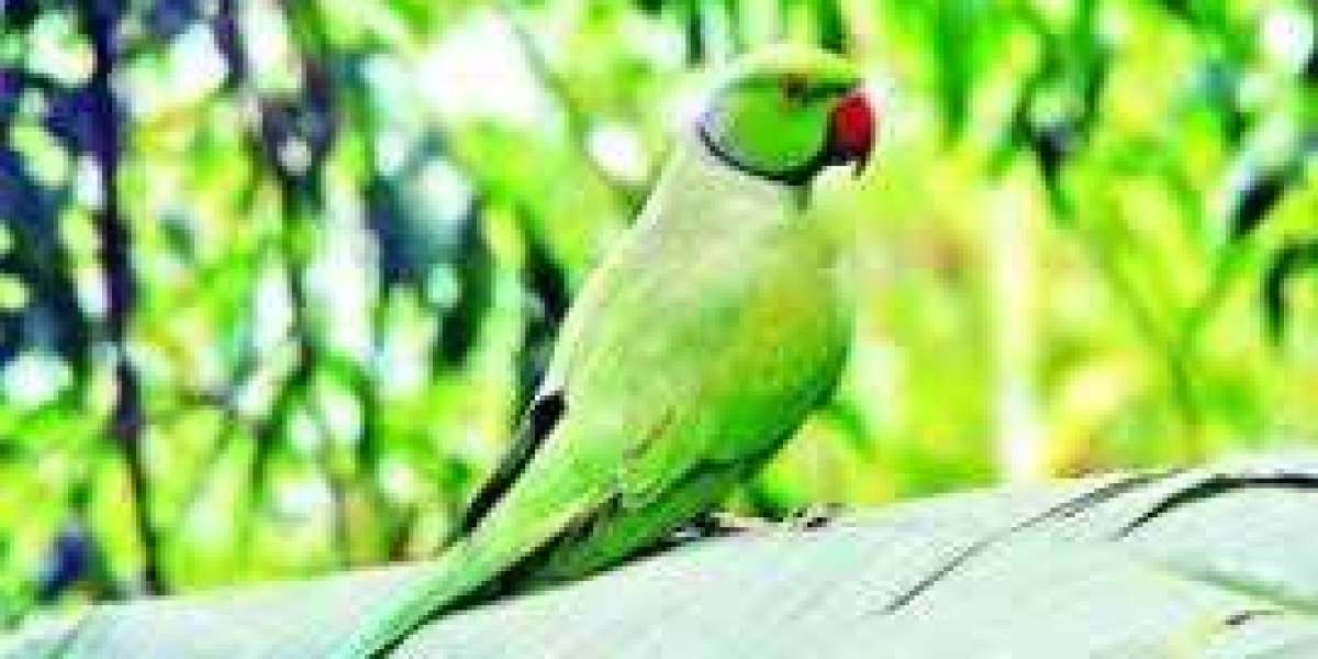 আমলে নয়, রহমতে জান্নাত মিলে